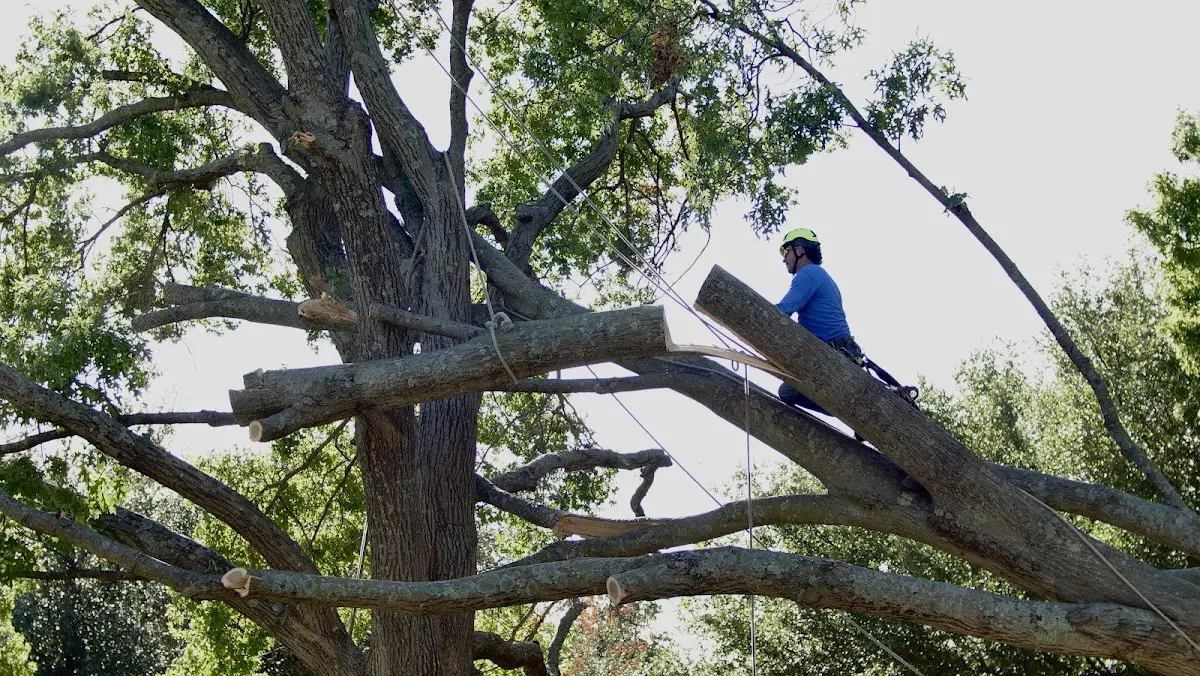 Professional Crown Thinning performed by certified arborists in Epworth