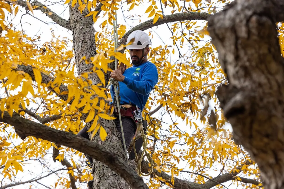 Skilled Tree Transplanting crew working in Epworth
