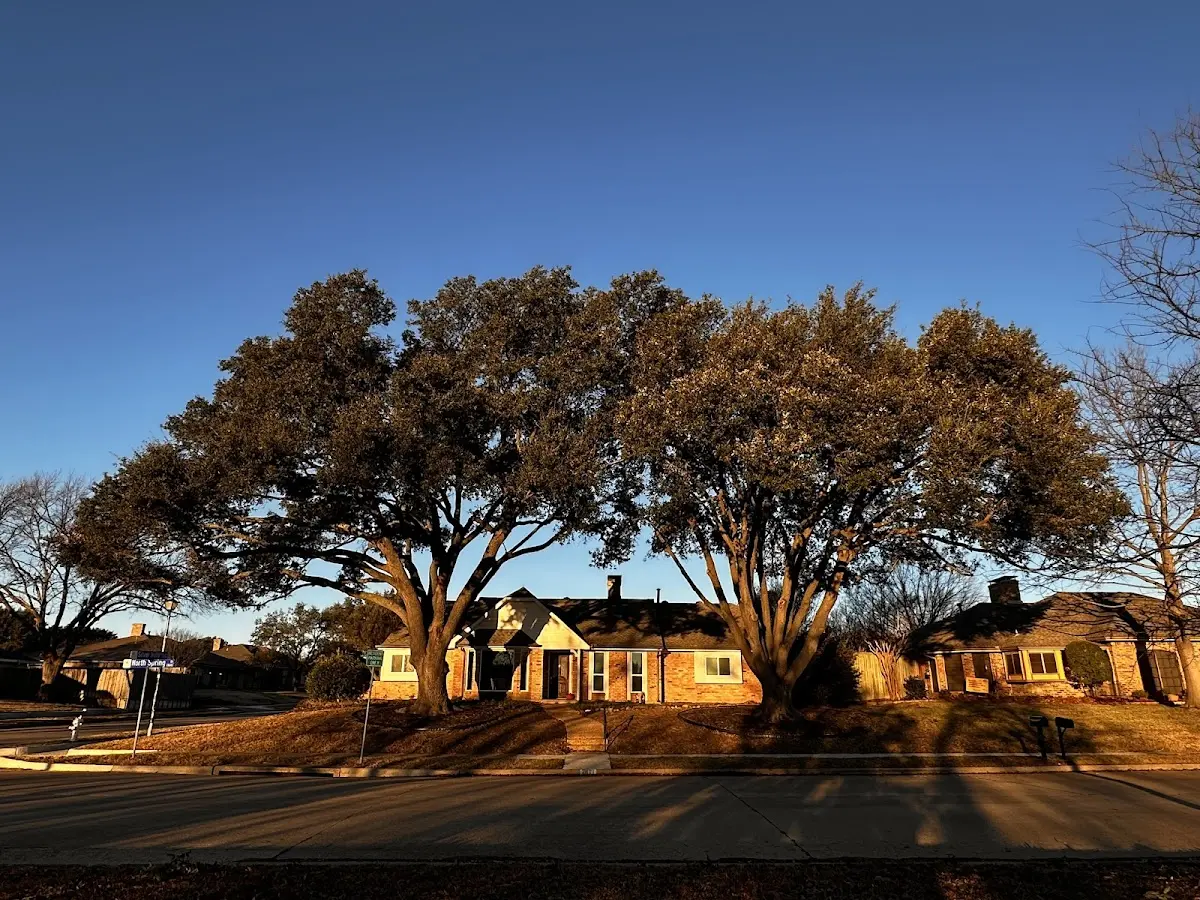 Established residential canopy tree shading a home in Epworth